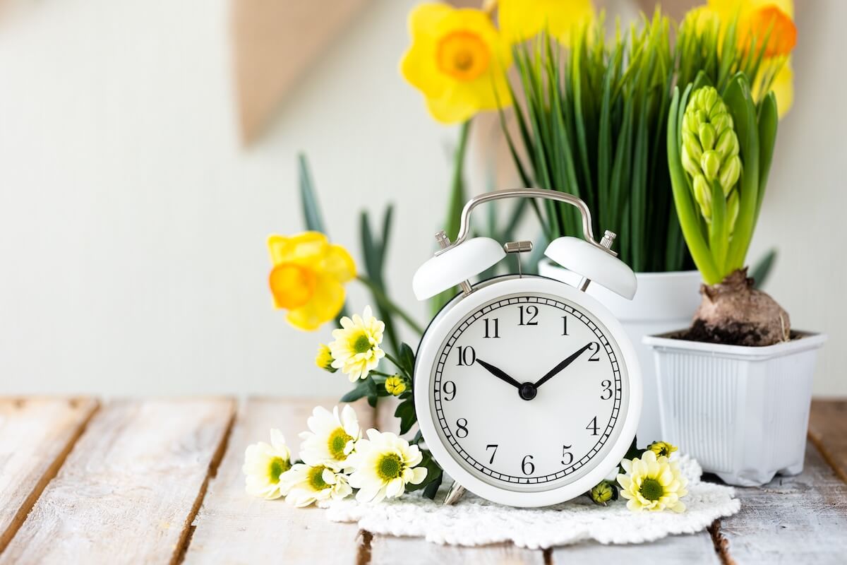 luxury senior living Spring change, Daylight Saving Time concept. White alarm clock and flowers on the wooden table. High quality photo